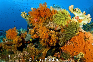 colors of the Banda Sea, D300-Tokina 10-15 by Larry Polster 